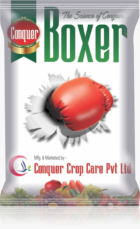 Boxer